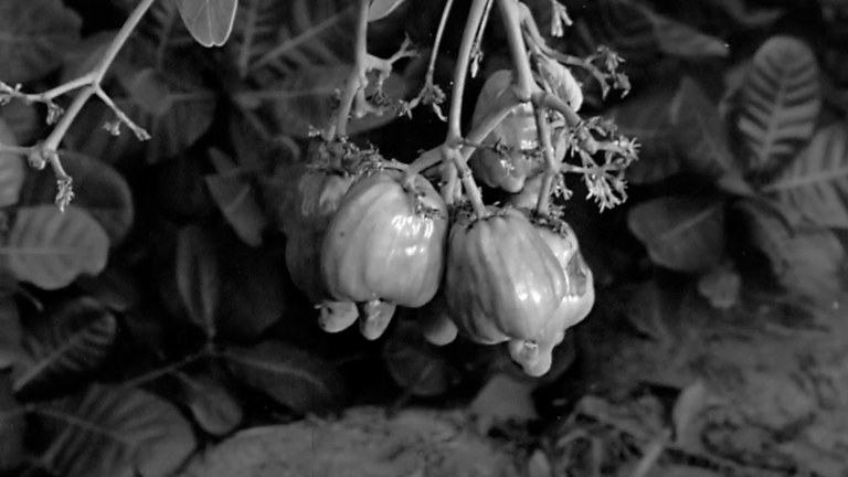 Cajueiro Nordestino - 01.jpg