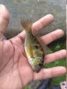 Geophagus parnaibae (Cará).jpg