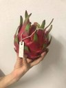 Agropecuária sustentável pitaya - Divulgação.jpg