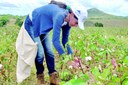 2023.09.12_colheita algoão agrovila itatuba_aline © roberto guedes (51).JPG