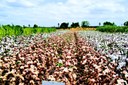 Plantação_algodao4 - Divulgação Empaer-PB.jpg