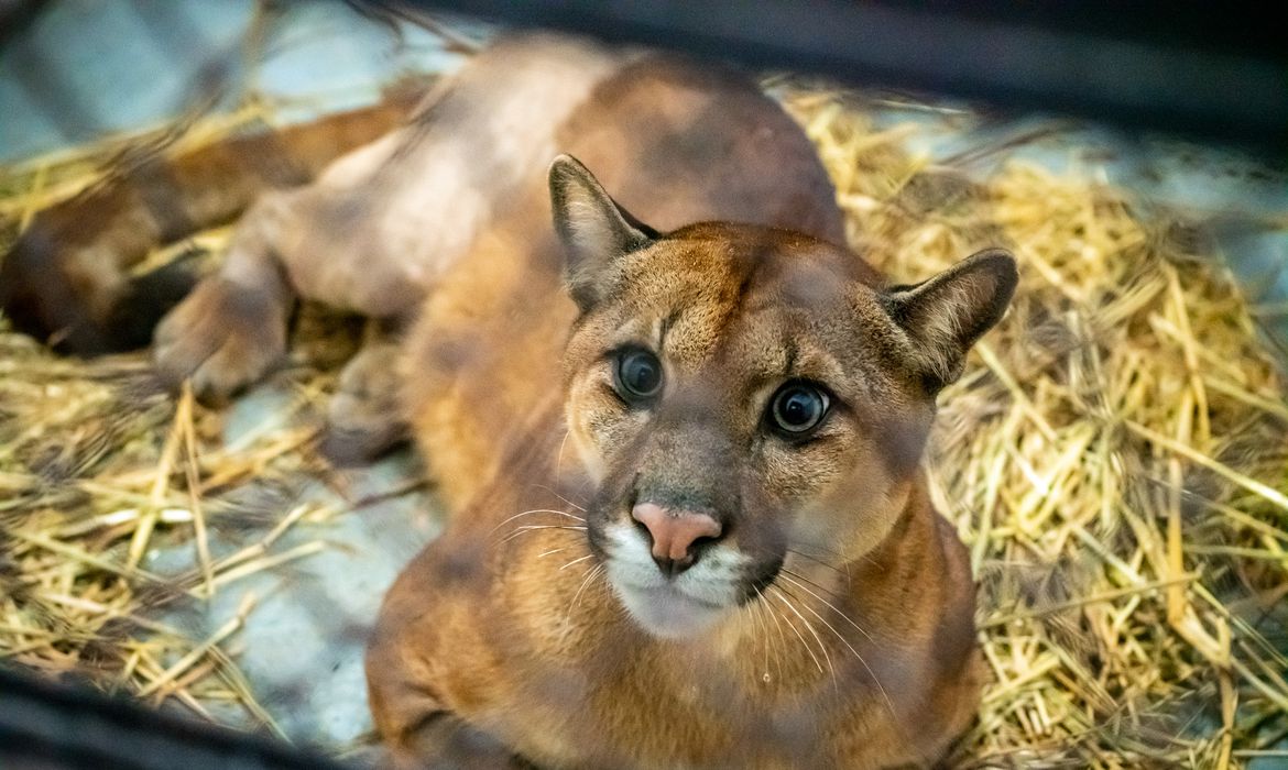 Onça parda Foto Agência Brasil.jpg
