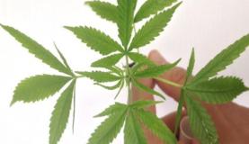 folha_maconha_divulgacao_policia_federal.jpg