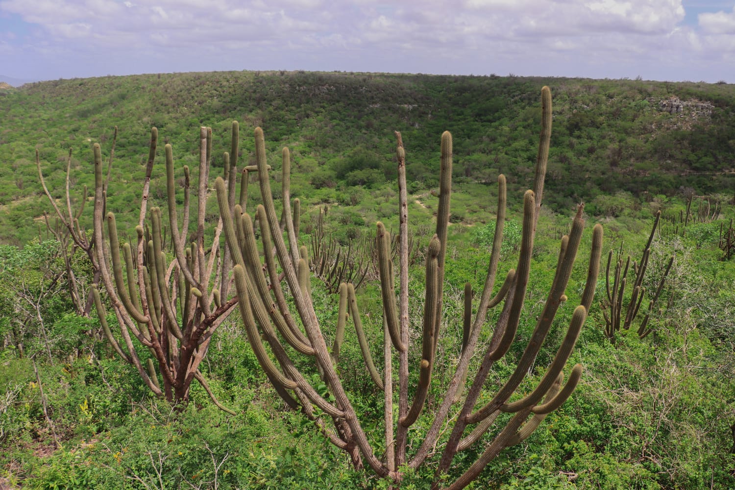 Vegetação caatinga.jpg