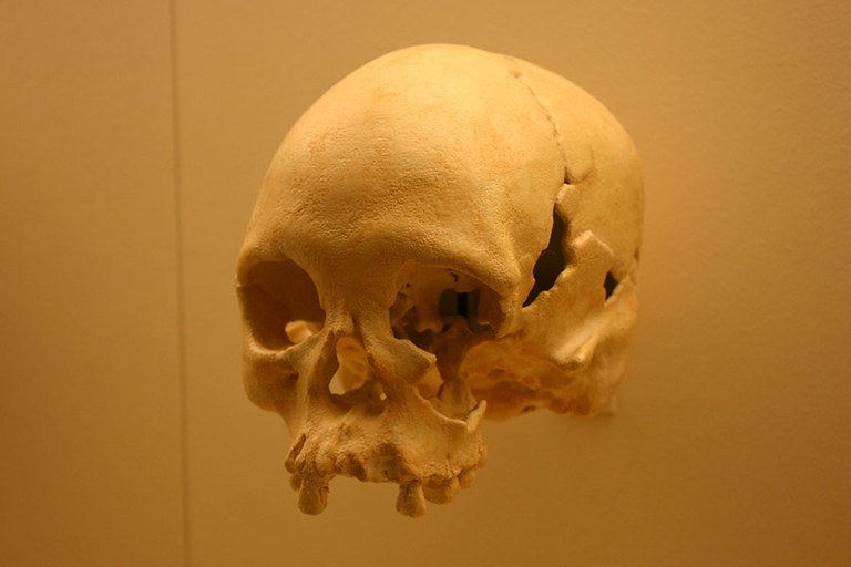 homo.jpg