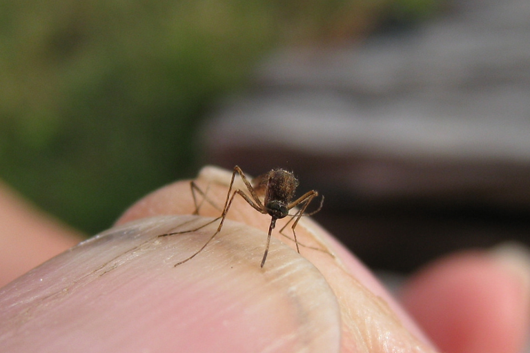 mosquito.png