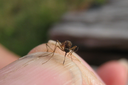 mosquito.png