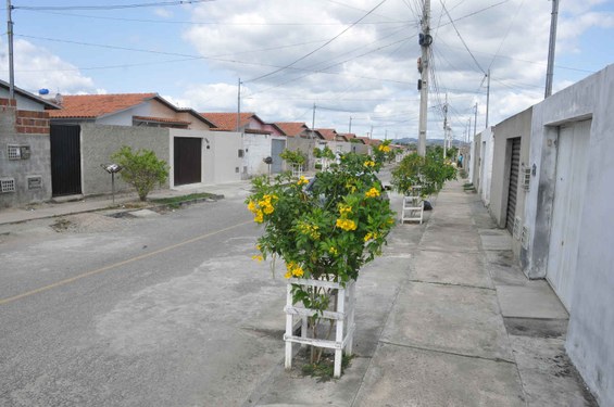 replantio_complexo_aluizio_campus_cg_fabiana_veloso (1).jpg