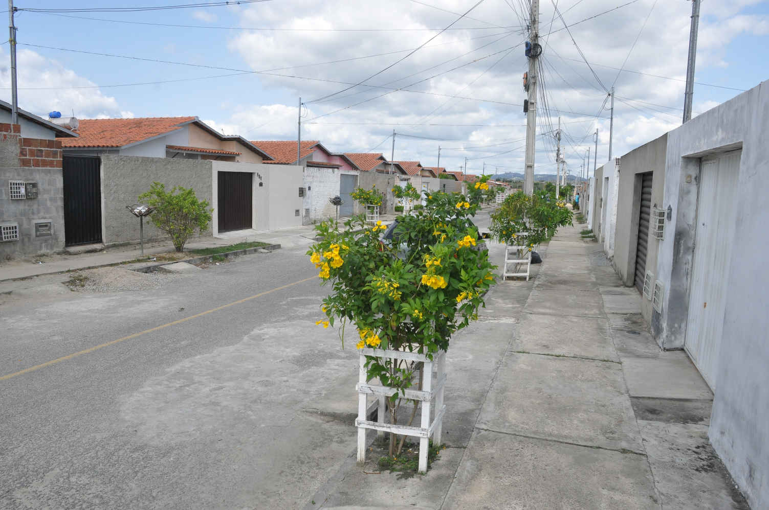replantio_complexo_aluizio_campus_cg_fabiana_veloso (1).jpg