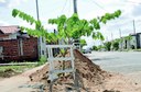 replantio_complexo_aluizio_campus_cg_fabiana_veloso (9) - Copia.jpg