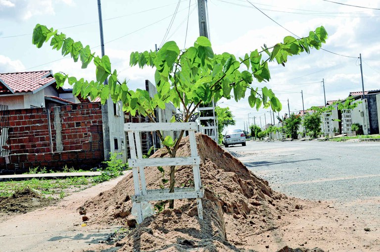 replantio_complexo_aluizio_campus_cg_fabiana_veloso (9) - Copia.jpg