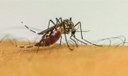 mosquito_  Foto Frame EBC Agência Brasil.jpg
