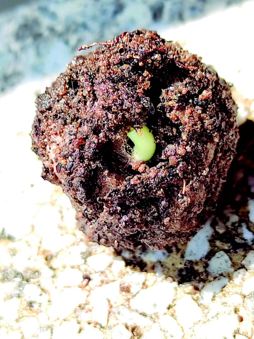 Semente envolta em substrato - Divulgação.jpg