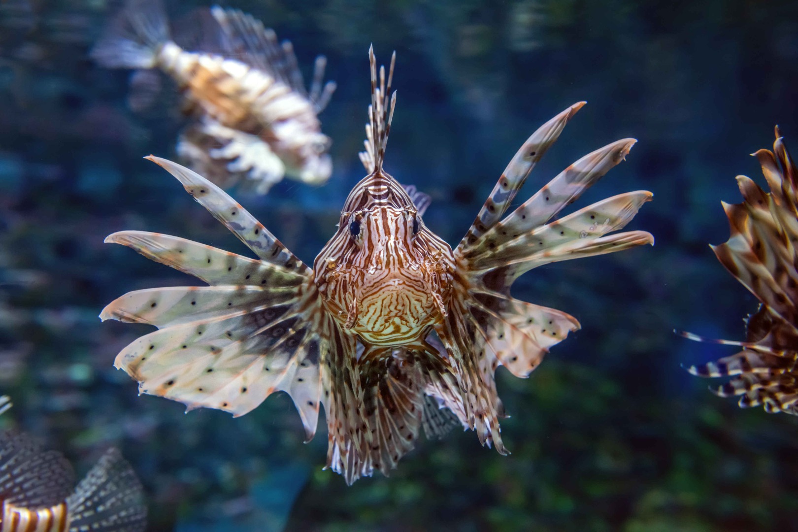 beautiful-lion-fish-hovering-mid-water-hunting-small-prey-blue-water.jpg