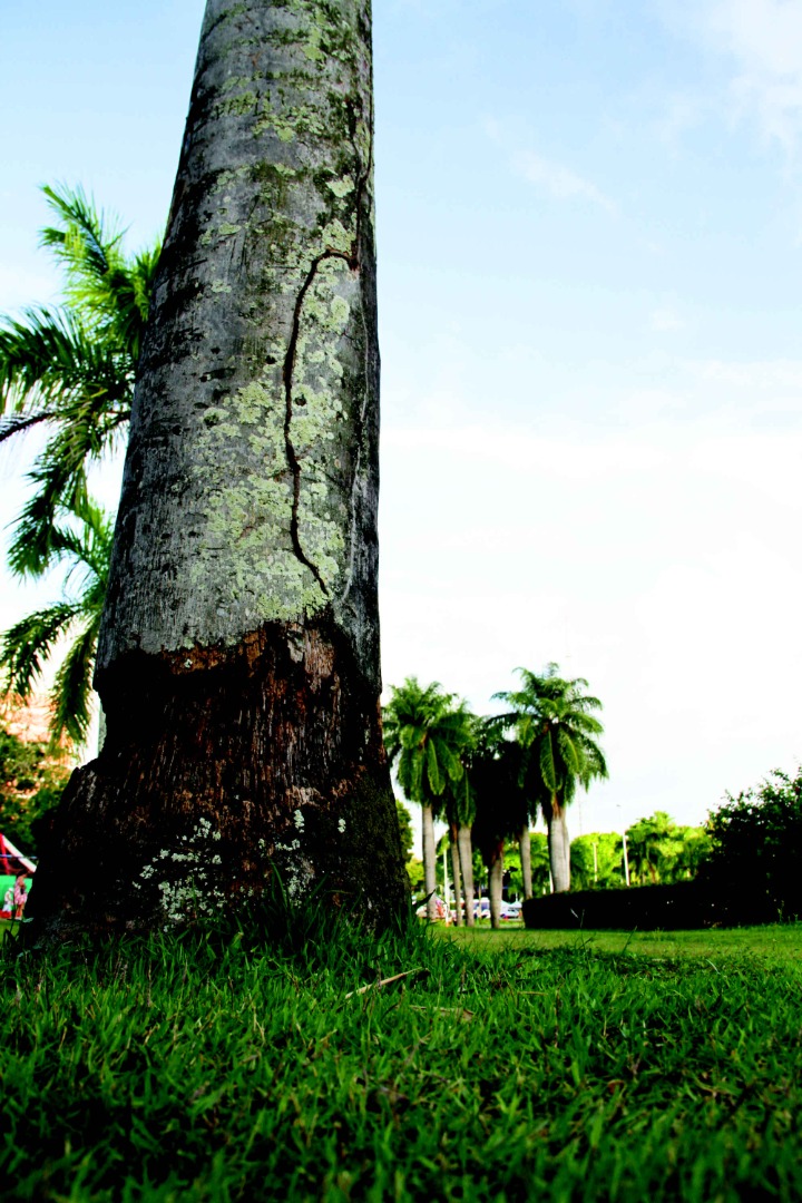 palmeiras-f-russo (10).jpg