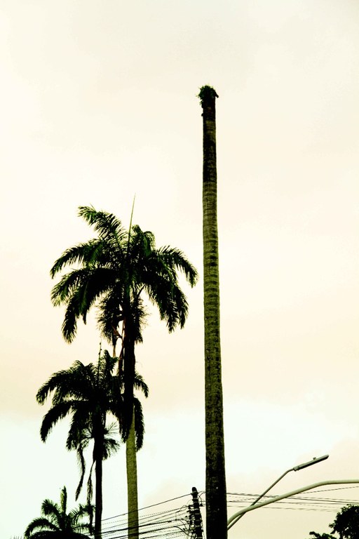 palmeiras-f-russo (8).JPG