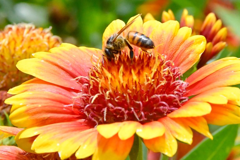 animais_insetos_abelha © roberto guedes (10).JPG