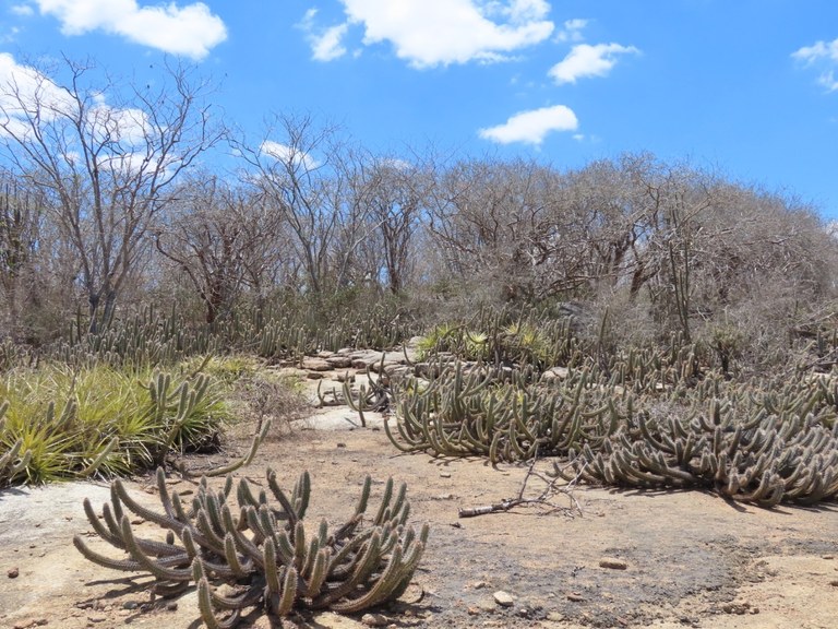 Área de vegetação de Caatinga preservada, é na APA do Cariri (PB), uma das mais importantes Unidades de Conservação do Estado - .jpeg