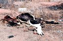 SECA NO VALE DO PIANCÓ-(ORTILO) (35).jpg