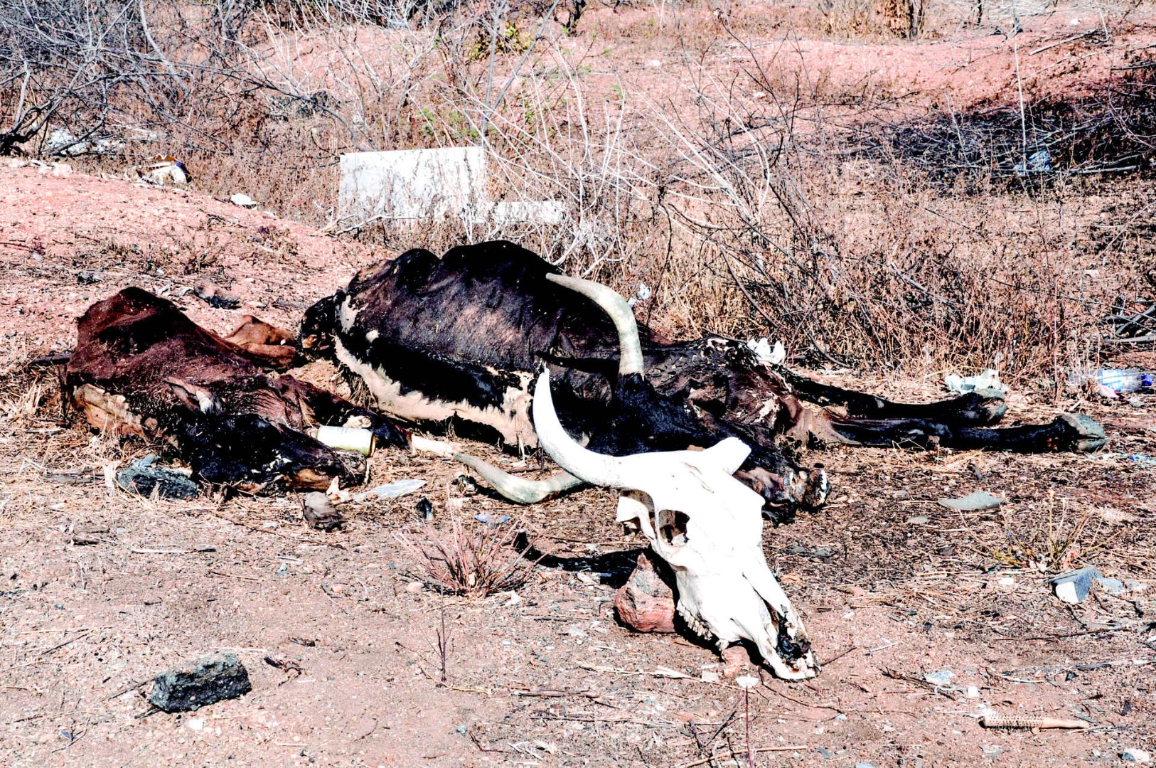 SECA NO VALE DO PIANCÓ-(ORTILO) (35).jpg