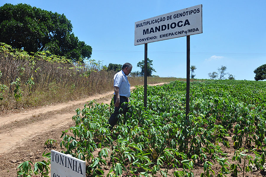 semente-maniva-emepa2_portal.jpg