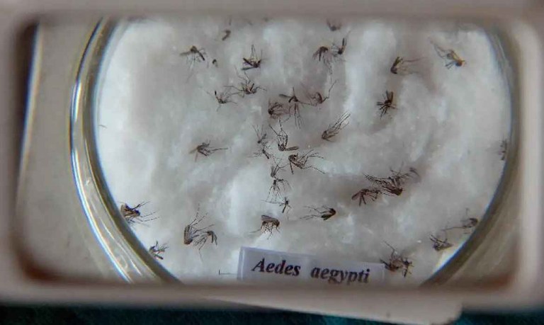 aedes_aegypti FOTO agencia brasil arquivo.jpg