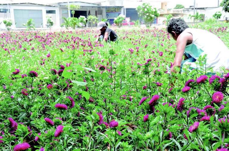 Venda de Flores na (EMPASA)Fotos Evandro (3).jpg