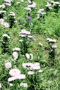 Venda de Flores na (EMPASA)Fotos Evandro (46).JPG