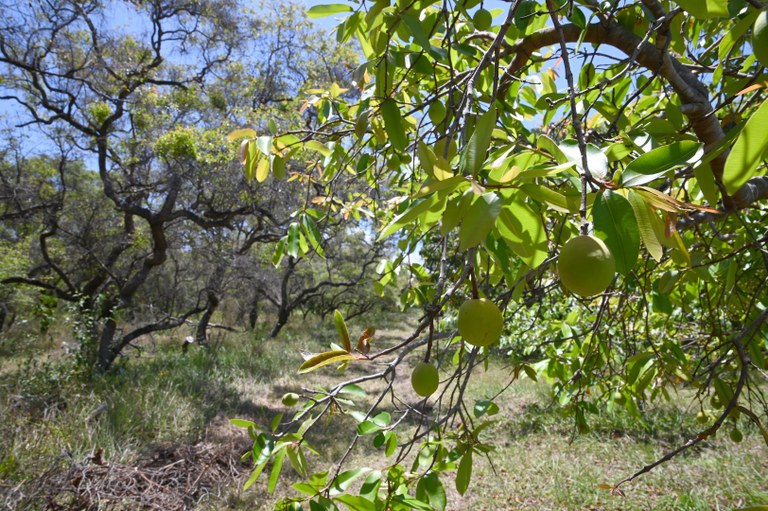 2026.10.14 Produção de Magaba Empaer © Leonardo Ariel (6).jpg