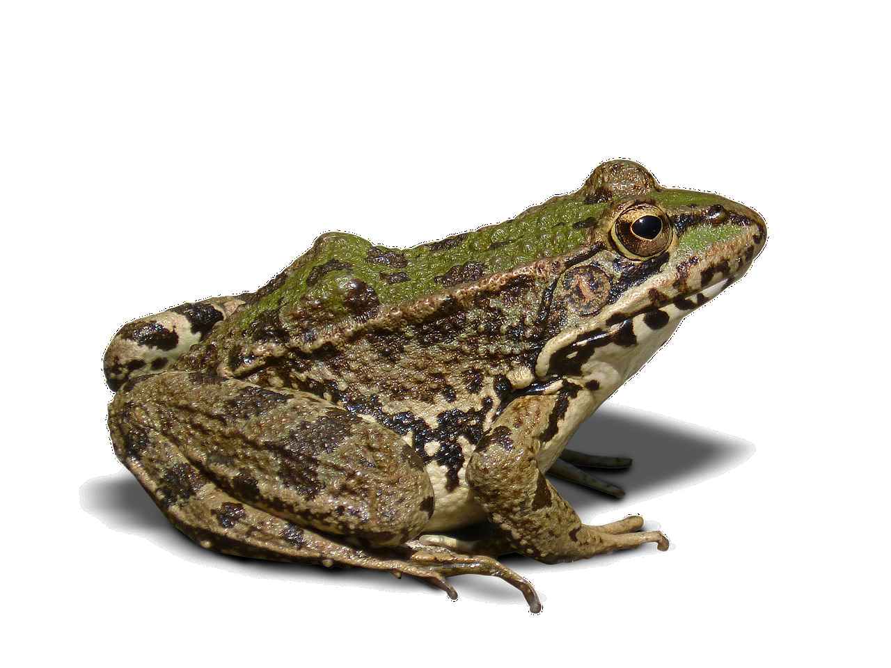 frog-1445824_1280 pixabay.jpg