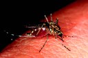mosquito-4406812_1280 pixabay.jpg