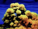 Coral-sol - Pexels (1).jpg