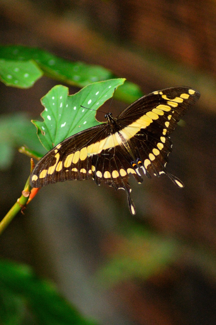 Valdécio Maximino (5).jpeg