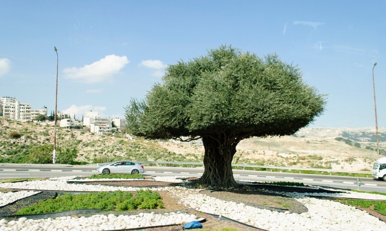 Oliveira_milenar_replantada.jpg Oliveira_milenar_replantada.jpg