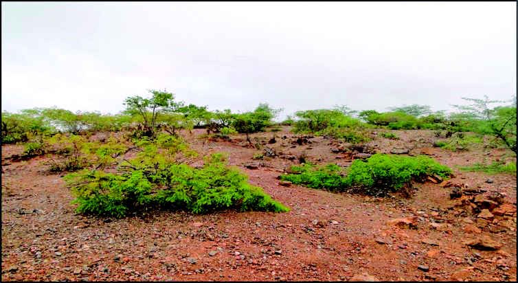 Foto cedida por Bartolomeu Israel - retrata fenômeno da desertificação.jpeg