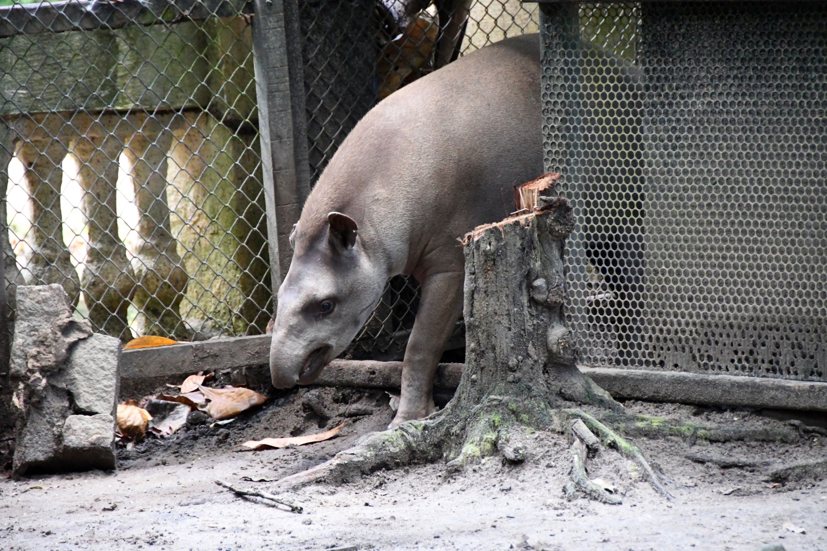 (ANTA)--Parque-Zoobotânico-Arruda-Câmara_F.jpg