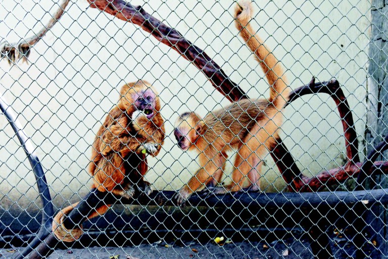 2025.05.02 Animais Resgatados Bica_Macaco Prego Galego © João Pedrosa (32).JPG