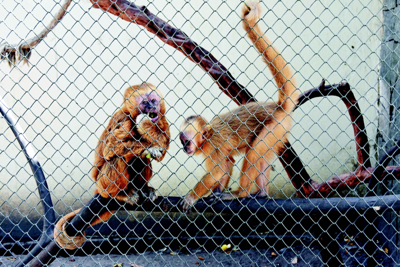 2025.05.02 Animais Resgatados Bica_Macaco Prego Galego © João Pedrosa (32).JPG