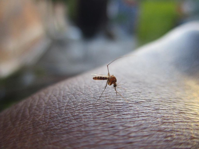 mosquito-2566773_960_720.jpg