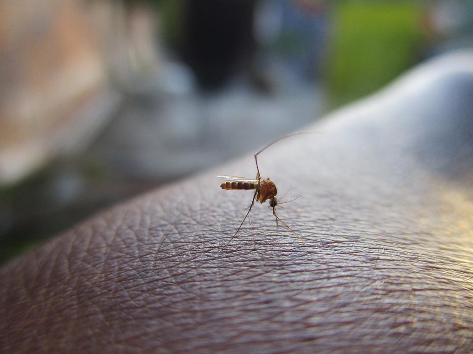 mosquito-2566773_960_720.jpg