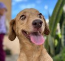 Cão zoonoses adoção Foto Secom JP.jpg