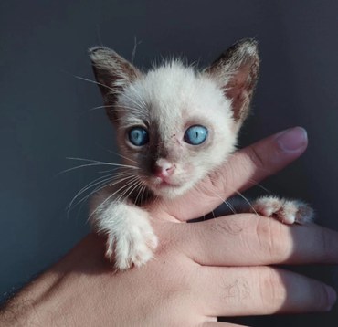 Gatinho adoção Foto Secom JP.jpg Foto: SECOM/JP
