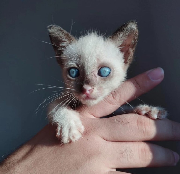 Gatinho adoção Foto Secom JP.jpg