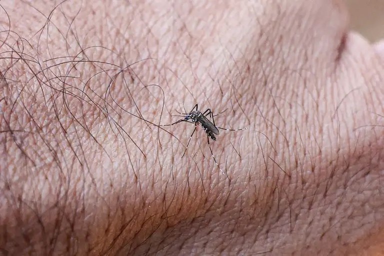 aedes-wolbachia-wolbito-mc_abr_09092025-22.jpg