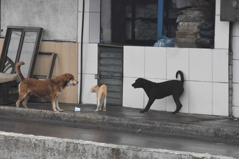 2026.01.28 Maus tratos a animais © Roberto Guedes (17).JPG