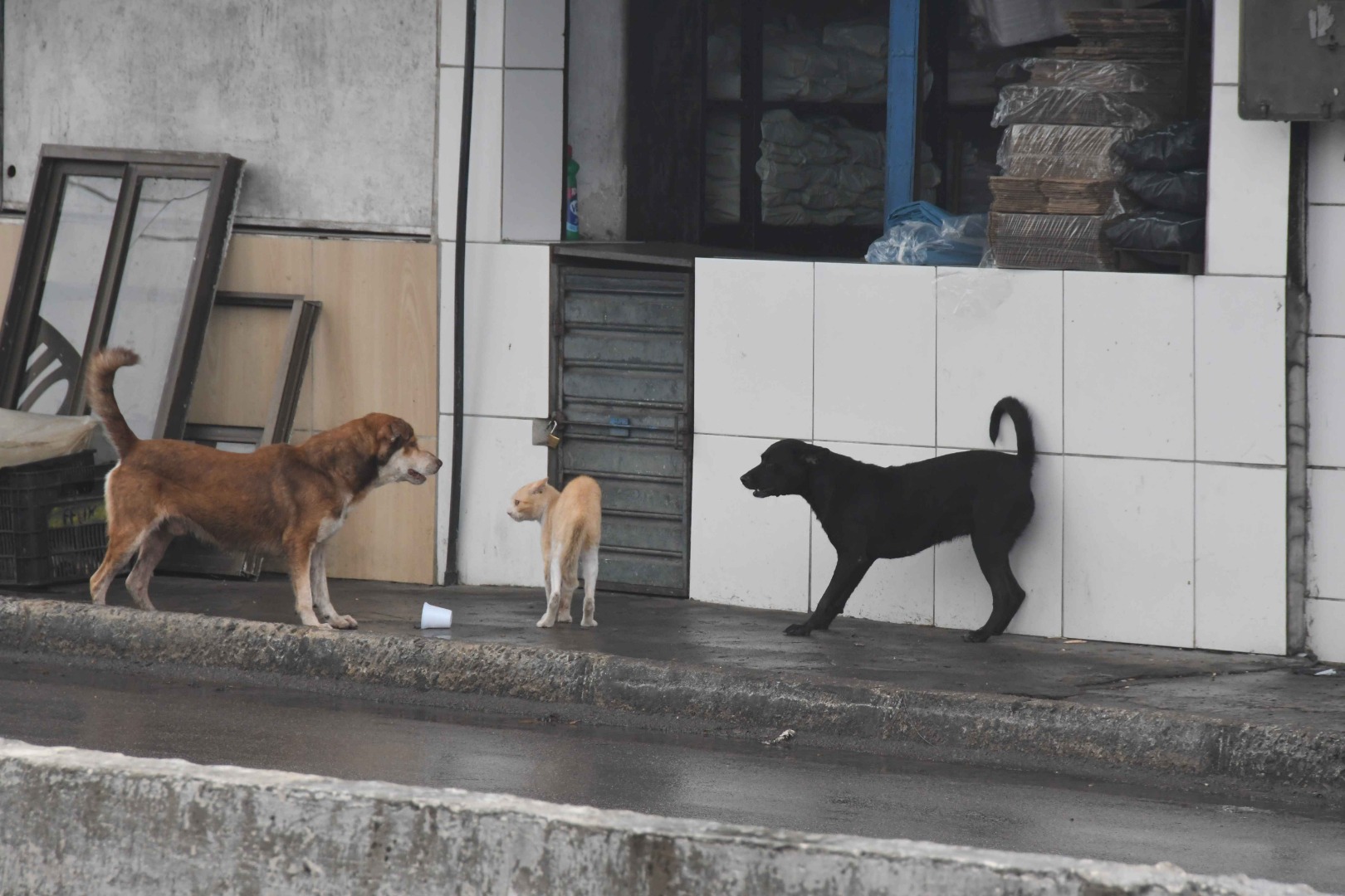 2026.01.28 Maus tratos a animais © Roberto Guedes (17).JPG