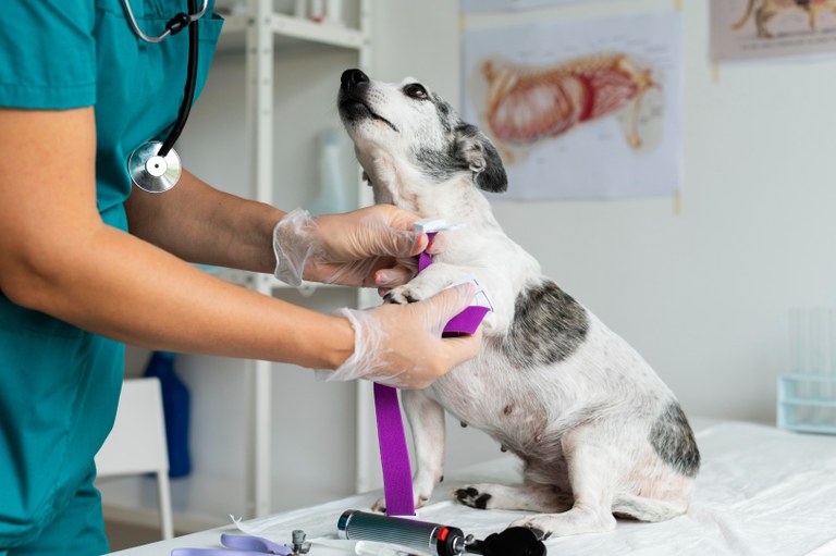 close-no-veterinario-cuidando-do-cachorro.jpg