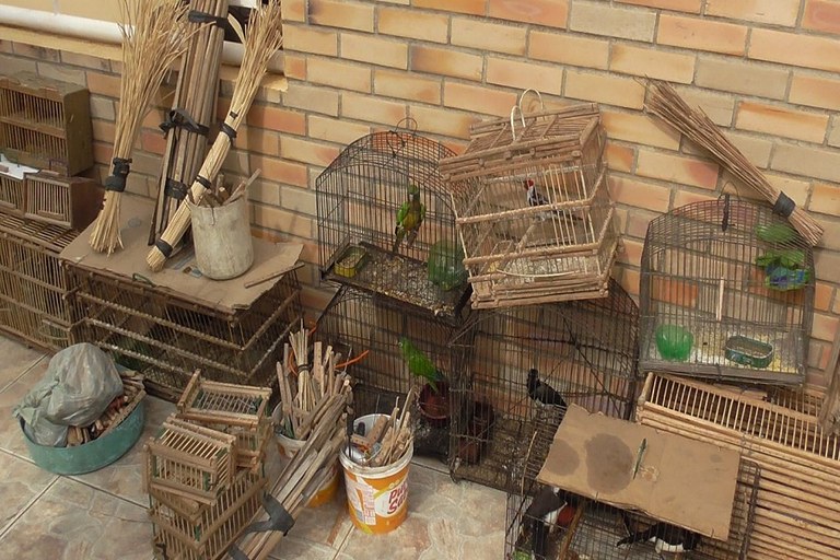 03-12-2017-aves.jpg