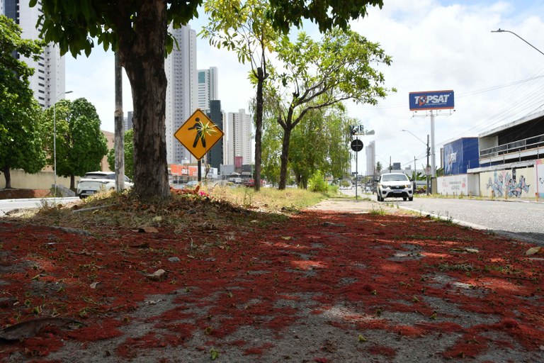 2025.01.12 Floração dos jambeiros © Leonardo Ariel   (7).JPG