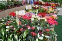 flores_de_holambra-foto-edson_matos  (8).jpg